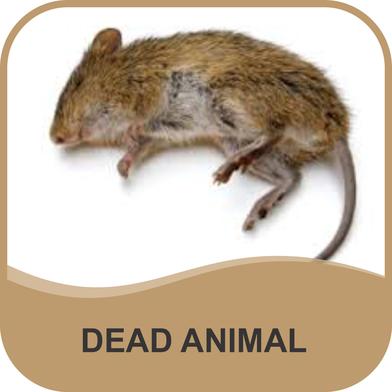 DEAD ANIMAL